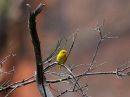 yellow-warbler_1.jpg