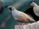 california-quail_2.jpg