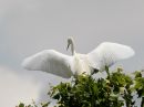 snowy-egret_3.jpg