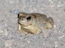 arizona-toad_1.jpg