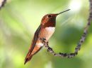 rufous-hummingbird_00a.jpg