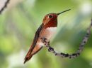 rufous-hummingbird_00b.jpg