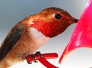 rufous-hummingbird_00c.jpg