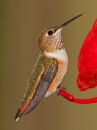 rufous-hummingbird_04.jpg