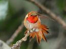 rufous-hummingbird_0b.jpg