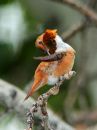 rufous-hummingbird_0d.jpg