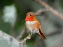 rufous-hummingbird_0f.jpg