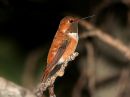 rufous-hummingbird_4.jpg