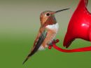 rufous-hummingbird_7.jpg