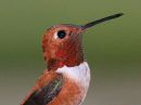 rufous-hummingbird_8.jpg
