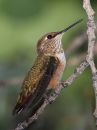 rufous-hummingbird_9.jpg