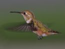 rufous-hummingbird_9_a.jpg
