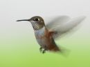 rufous-hummingbird_9_b.jpg