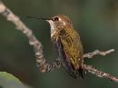rufous-hummingbird_9_c.jpg