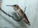 rufous-hummingbird_9_d.jpg