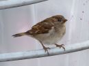 house-sparrow_1.jpg
