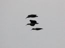 hadada-ibis.jpg