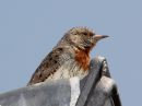 red-throated-wryneck.jpg