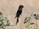fork-tailed-drongo_0.jpg