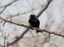 fork-tailed-drongo_1.jpg