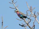 lilac-breasted-roller_1.jpg