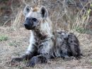 spotted-hyena_3.jpg