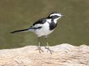 african-pied-wagtail_1.jpg