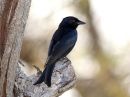 fork-tailed-drongo.jpg