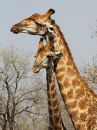 giraffe_1.jpg