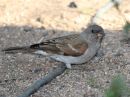 southern-gray-headed-sparrow_2.jpg