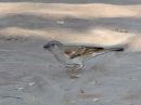 southern-gray-headed-sparrow_3.jpg