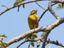 yellow-fronted-canary_1.jpg