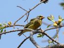 yellow-fronted-canary_2.jpg