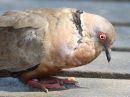 african-mourning-dove_1.jpg
