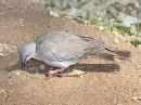 african-mourning-dove_2.jpg