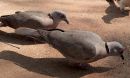 african-mourning-dove_3.jpg