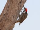bearded-woodpecker_1.jpg