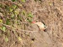 brown-hooded-kingfisher_1.jpg