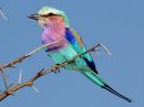 lilac-breasted-roller_1.jpg