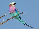 lilac-breasted-roller_2.jpg