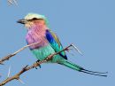 lilac-breasted-roller_3.jpg