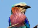 lilac-breasted-roller_4.jpg