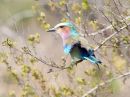 lilac-breasted-roller_5.jpg