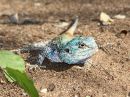 blue-headed-lizard_1.jpg