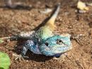 blue-headed-lizard_2.jpg