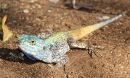 blue-headed-lizard_3.jpg