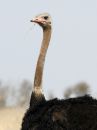 common-ostrich_6.jpg