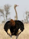 common-ostrich_7.jpg