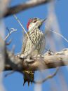 cardinal-woodpecker_2.jpg