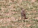 african-pipit_1.jpg